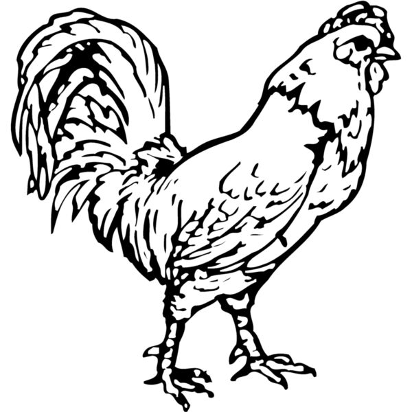 CHICK019 Thumbnail
